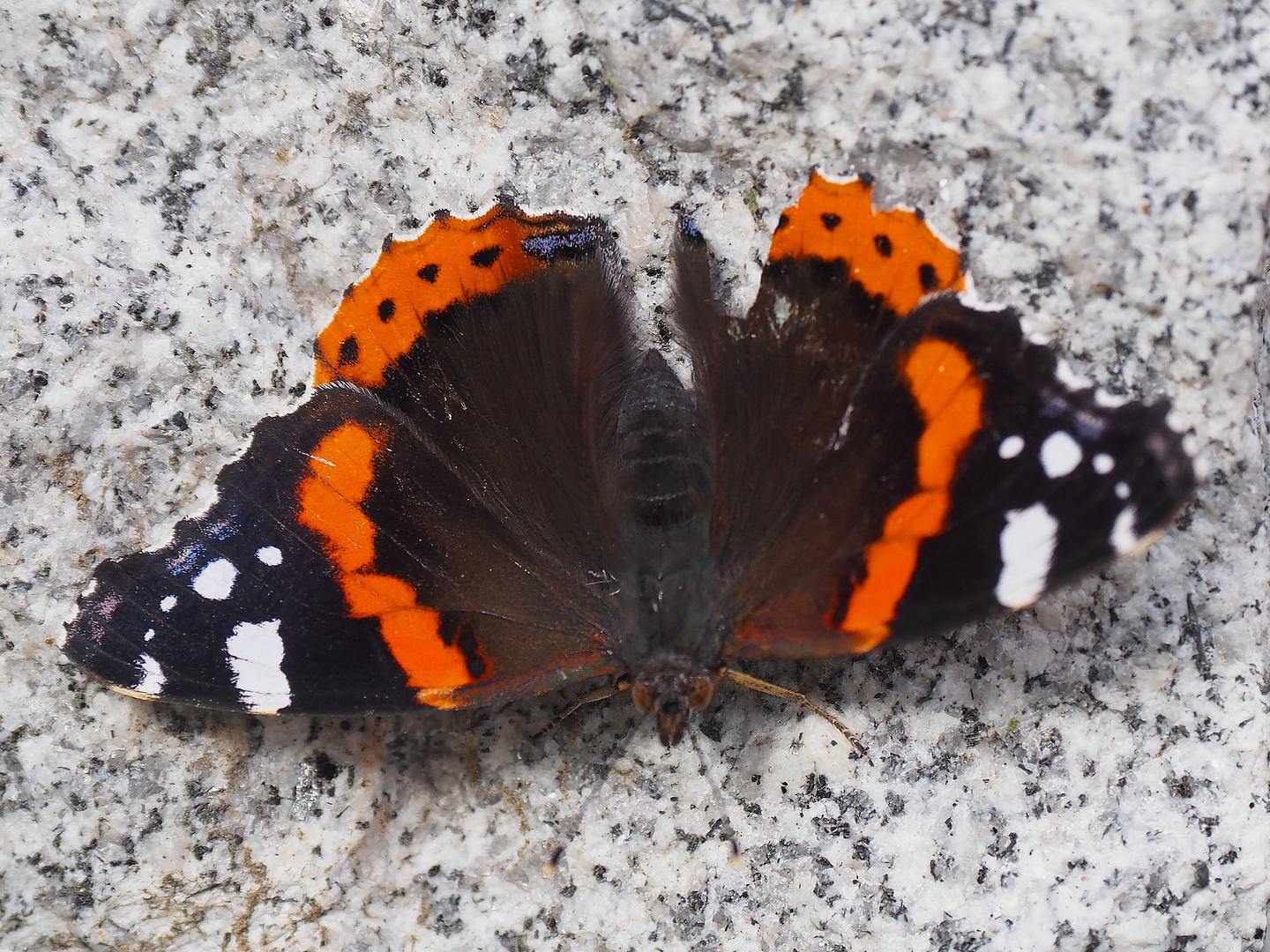 Schönheit im Garten