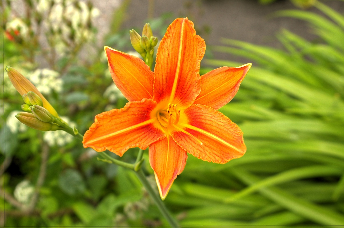 Schönheit im Garten HDR