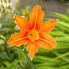 Schönheit im Garten HDR