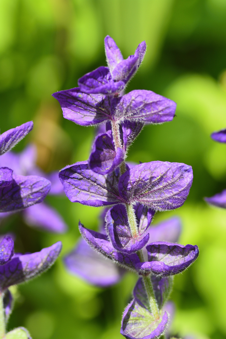 Schönheit im Garten von Kloster Ihlow - 02