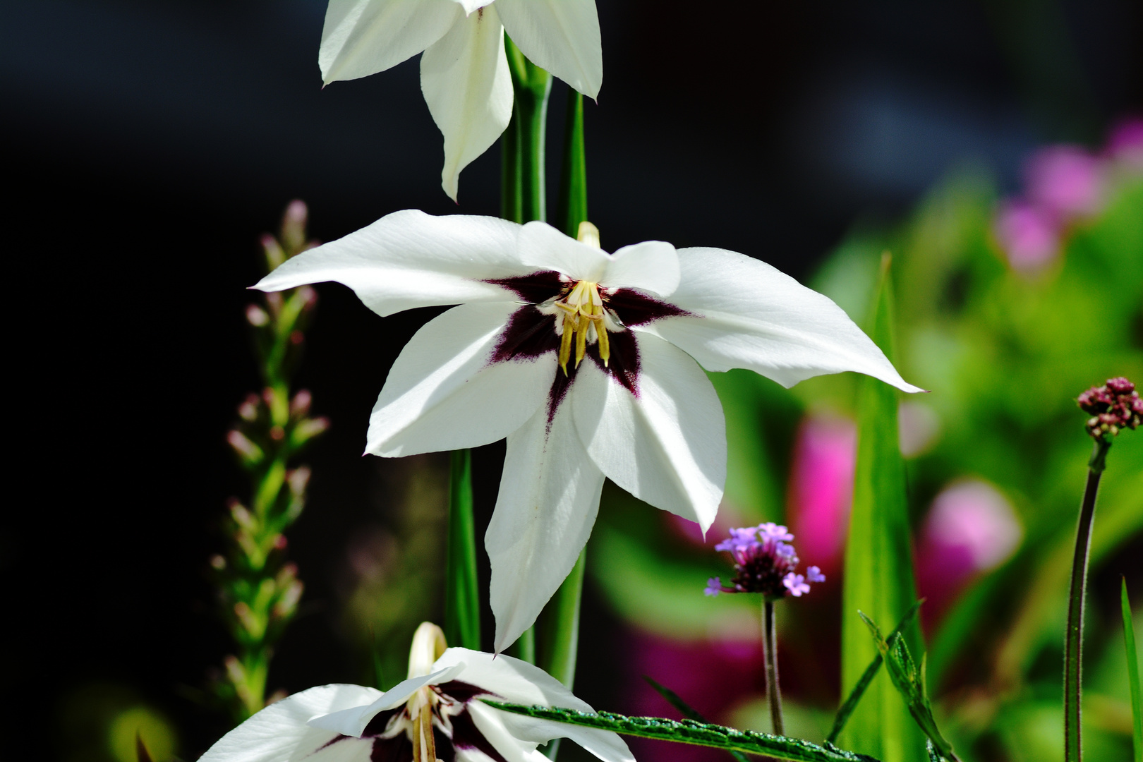 Schönheit im Garten von Kloster Ihlow