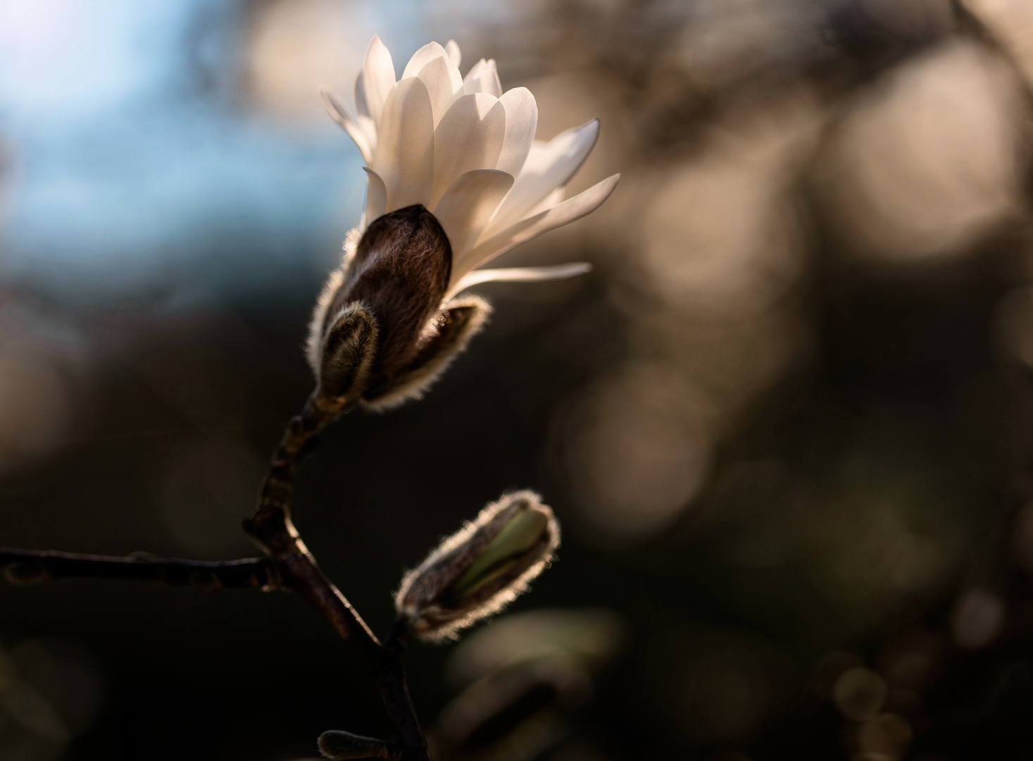 Schönheit im Gegenlicht