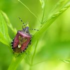 Schönheit im Gras...