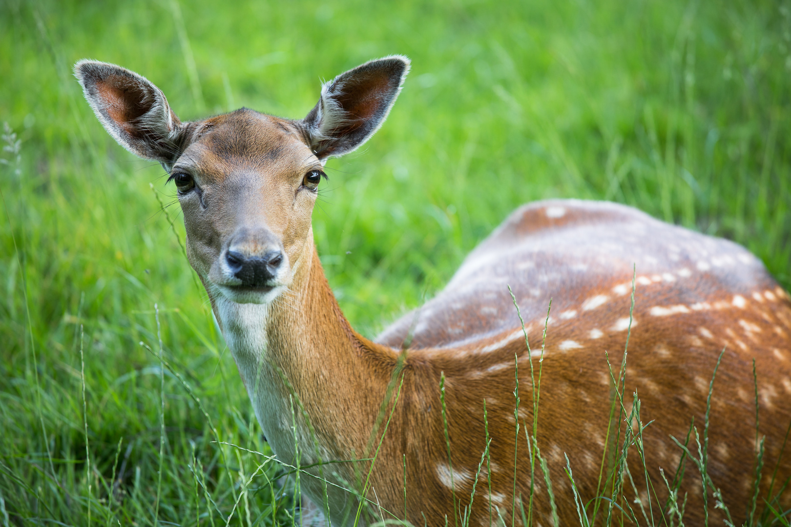 Schönheit im Gras   T_Peter  -2-14