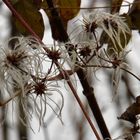 Schönheit im Herbst