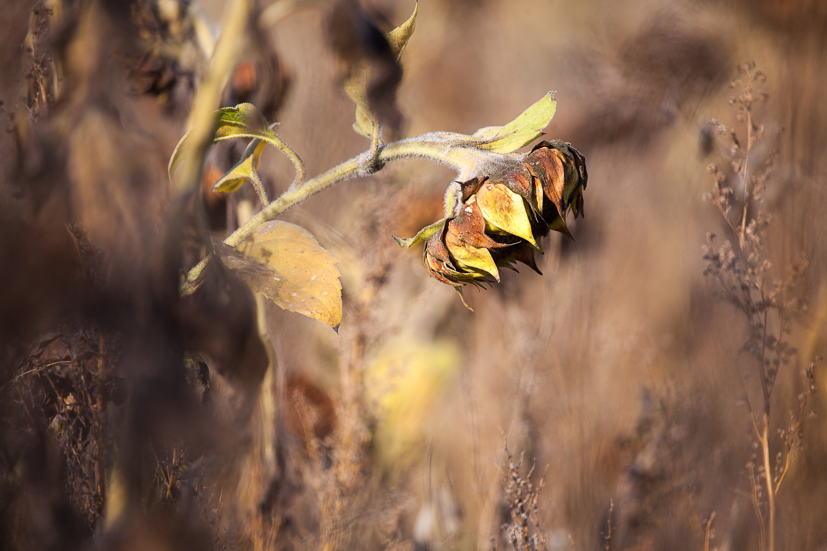 Schönheit im Herbst