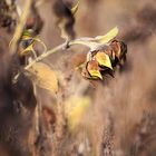 Schönheit im Herbst