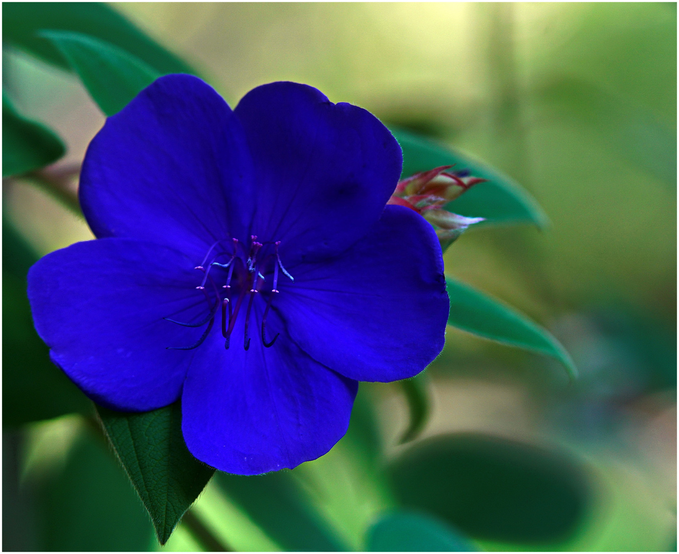 Schönheit im Japanischen Garten, Leverkusen (Prinzessinnenblume  Tibouchina urvil)leana)