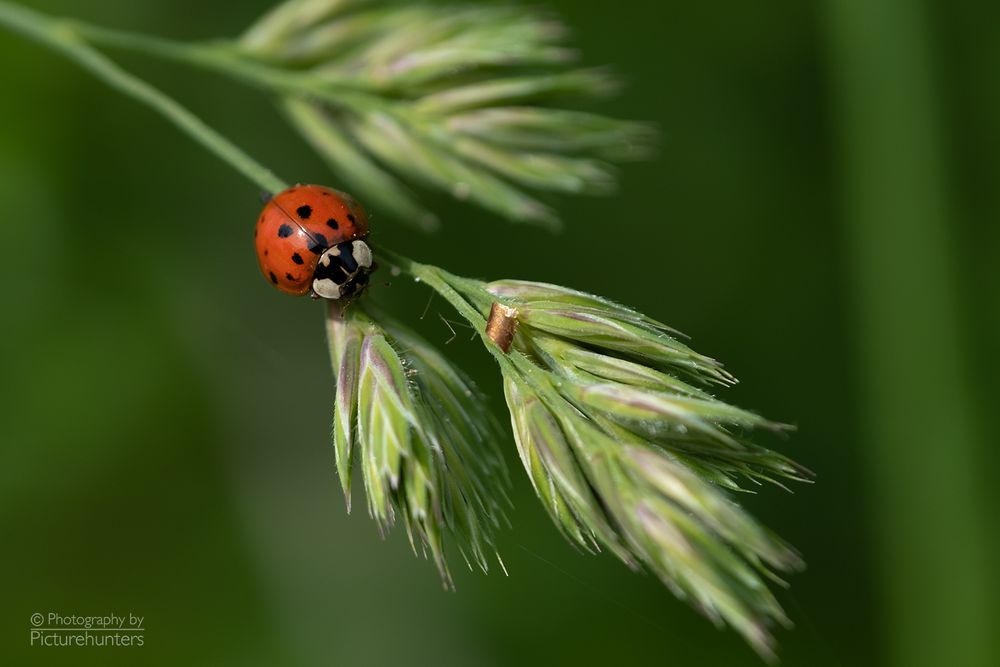 Schönheit im Kleinen