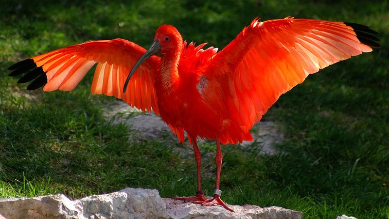 Schönheit im leuchtendem rot