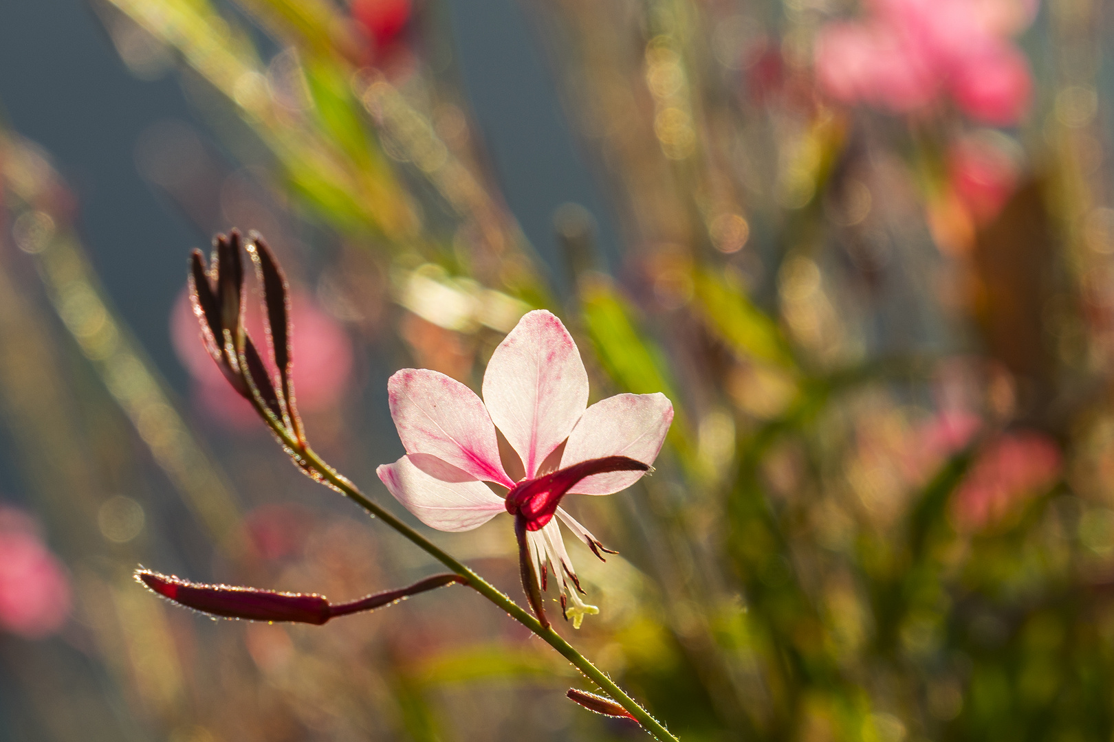 Schönheit im Licht - Gaura (Prachtkerze)