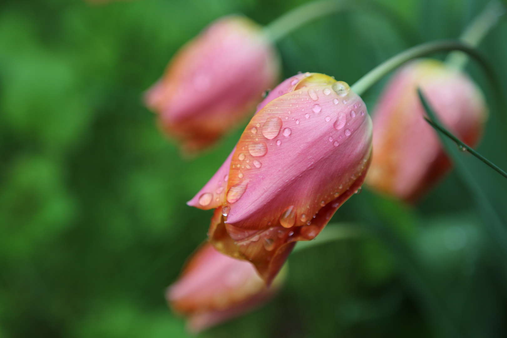 Schönheit im nassen Garten