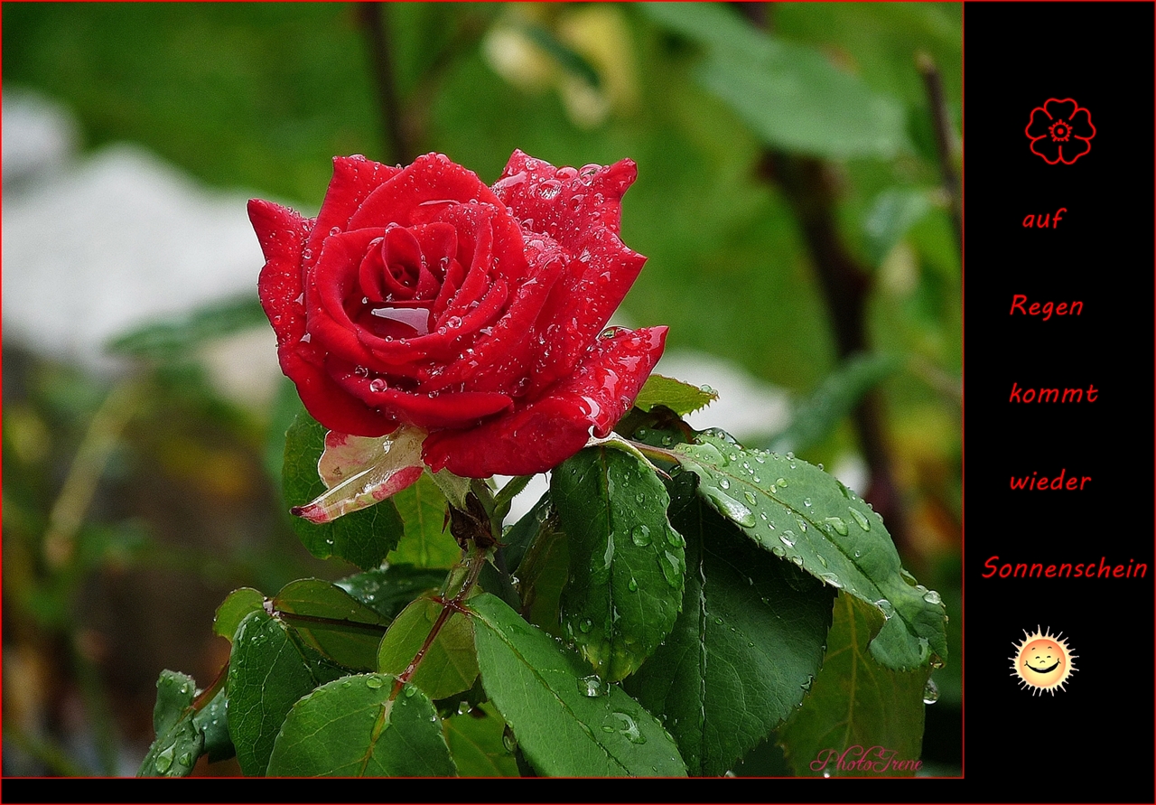 Schönheit im Regen