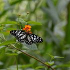 Schönheit im Regenwald