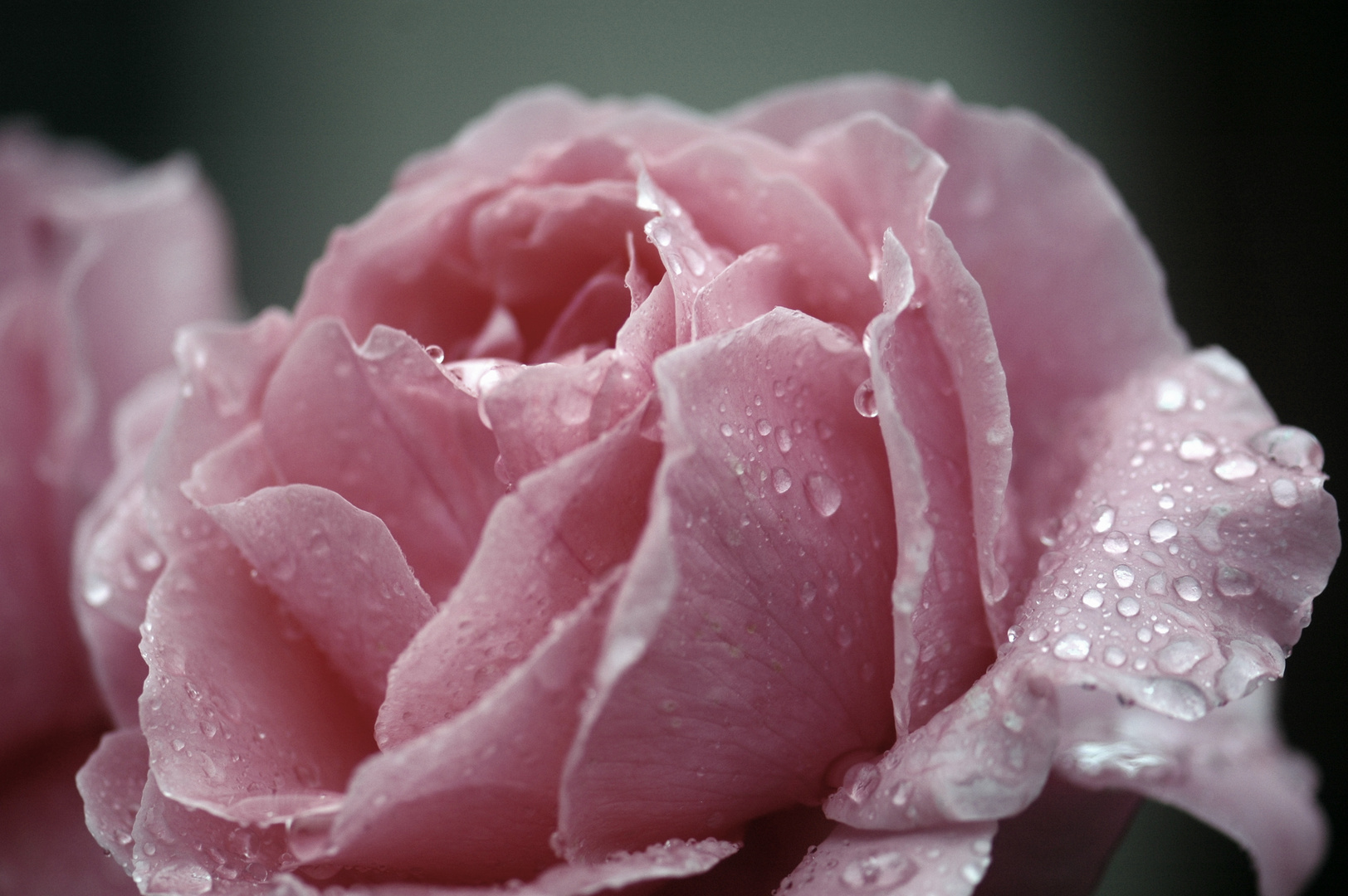 Schönheit im Regenwetter III