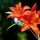 Schönheit im Rhododendronwald