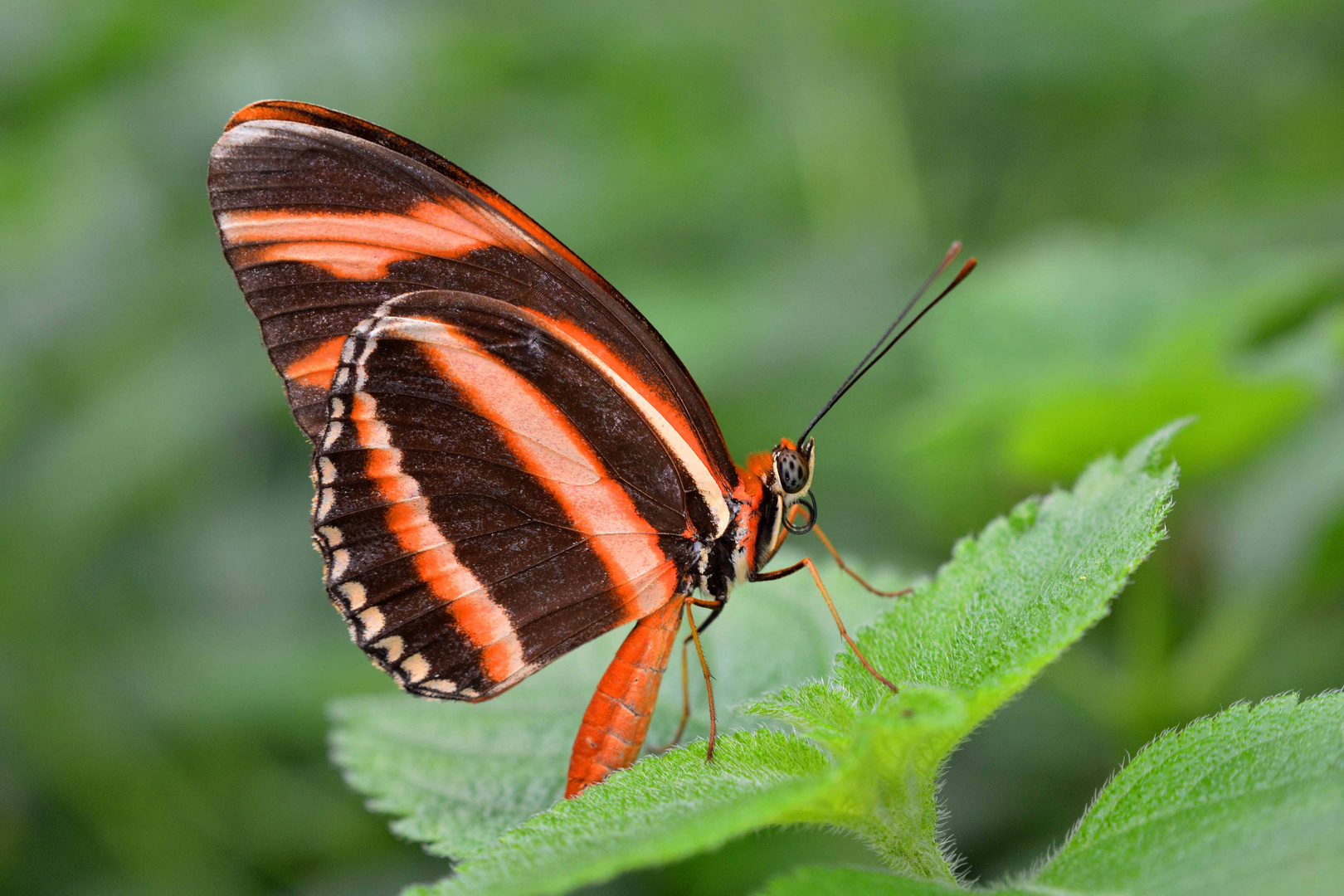 Schönheit im Schmetterlings-Dschungel, Krefelder Zoo