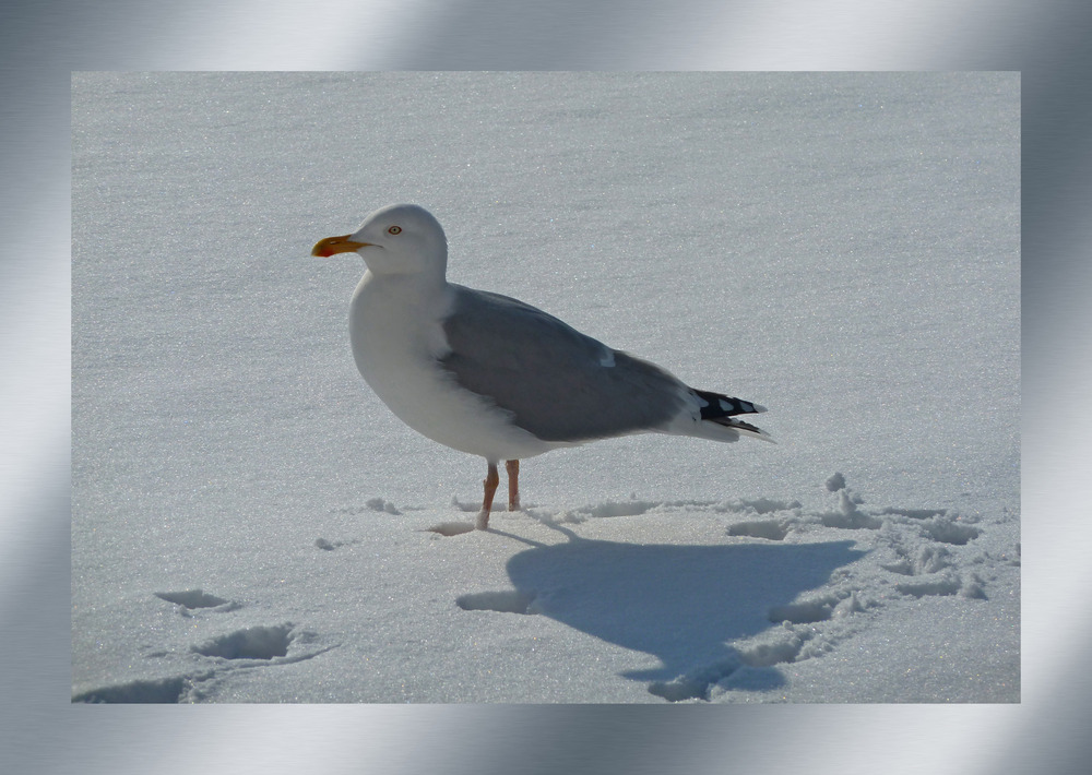 Schönheit im Schnee