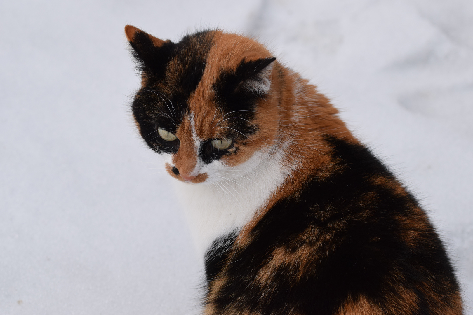 Schönheit im Schnee