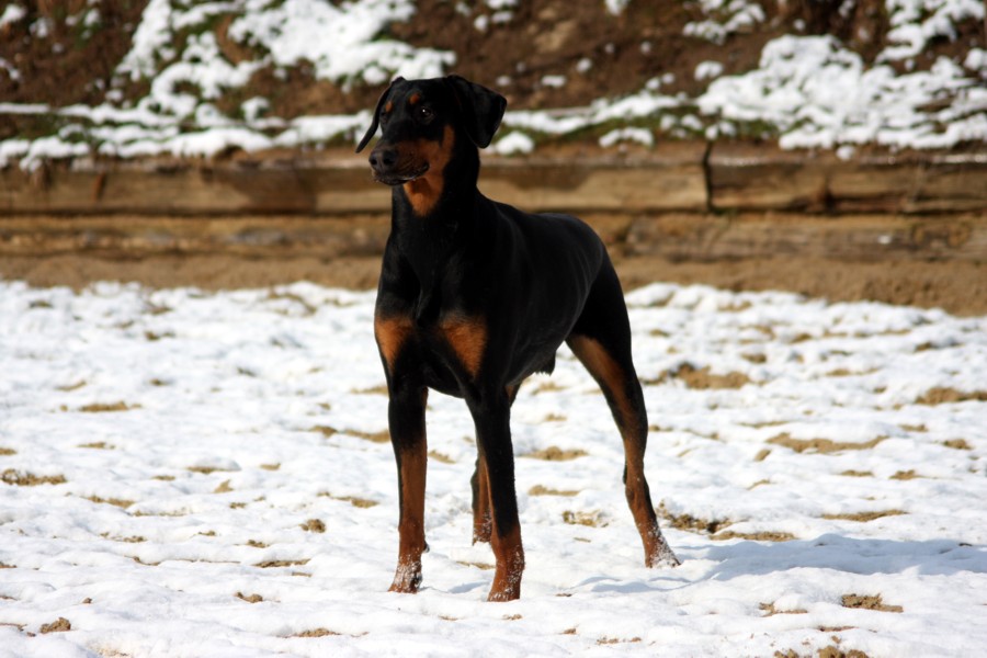 Schönheit im Schnee