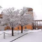 Schönheit im Schnee