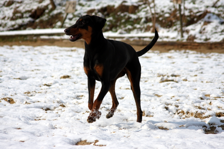 Schönheit im Schnee II