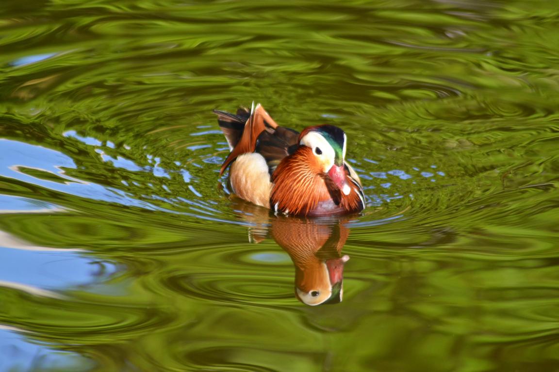 Schönheit im See