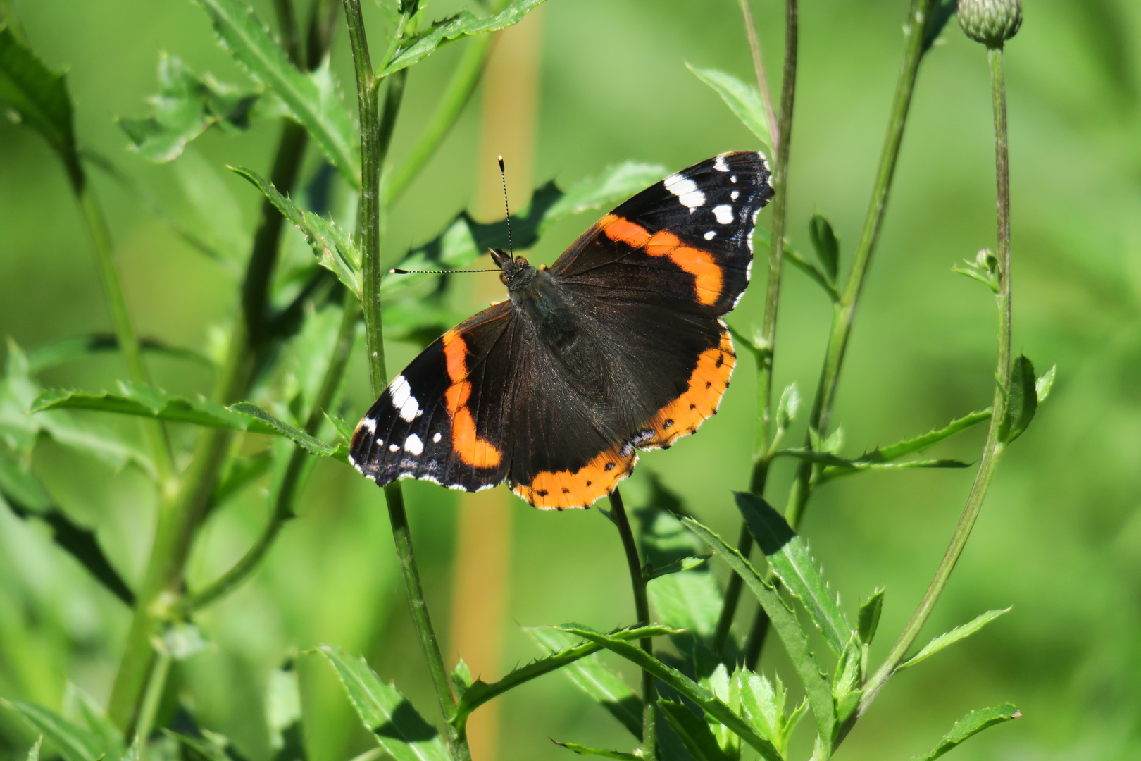 Schönheit im Sommer