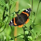 Schönheit im Sommer