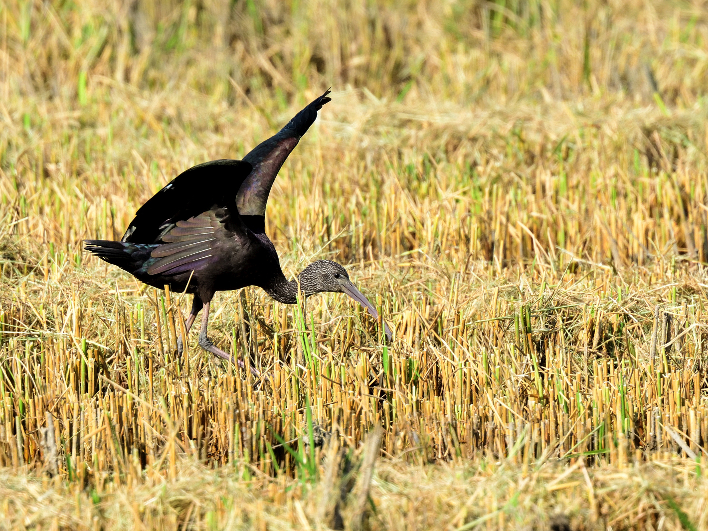 Schönheit im Stoppelfeld, beauty in the stubble, belleza en el rastrojo