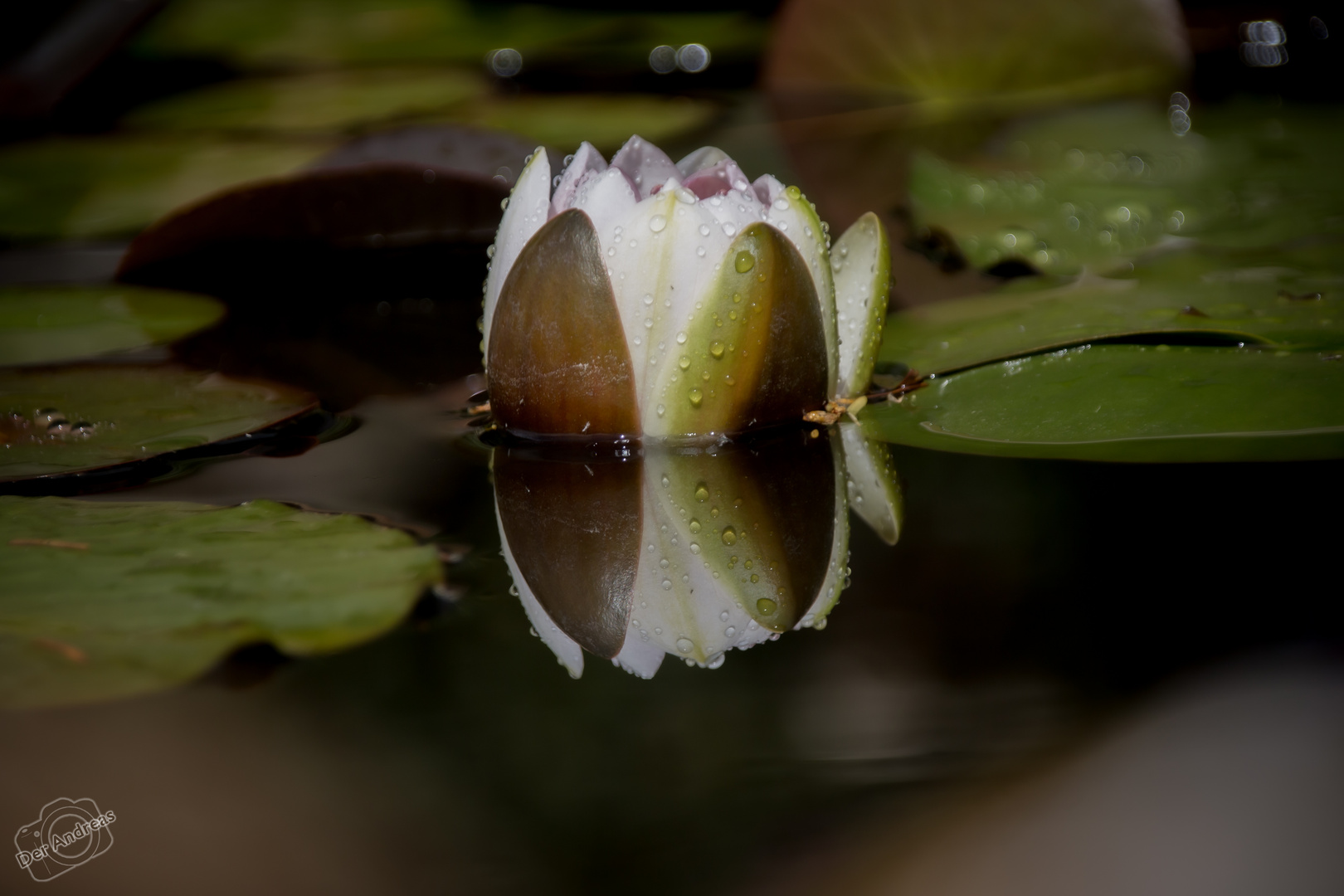 Schönheit im Teich