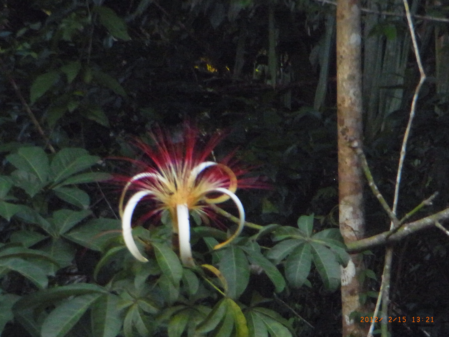 Schönheit im Urwald von COSTA RICA