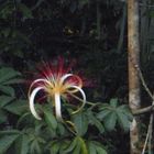 Schönheit im Urwald von COSTA RICA