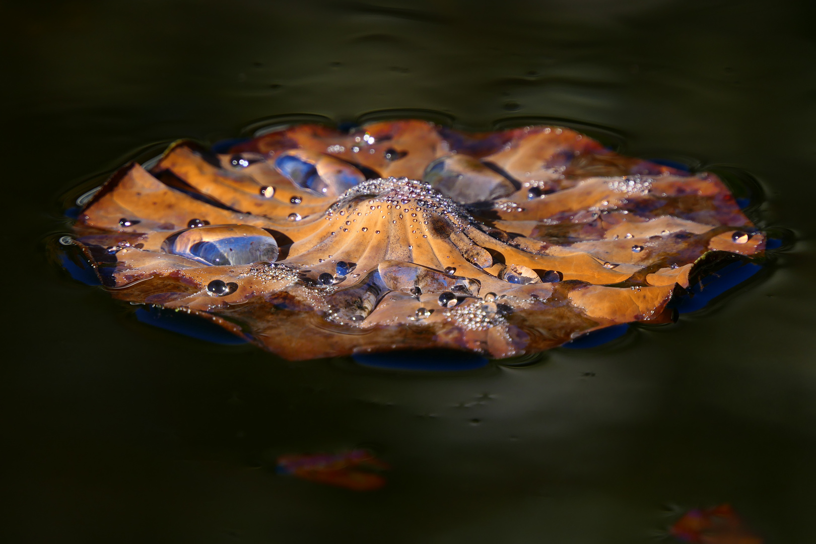 Schönheit im Verfall - welkes Lotusblatt mit Wasserperlen