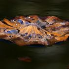 Schönheit im Verfall - welkes Lotusblatt mit Wasserperlen