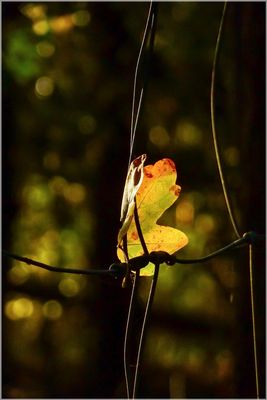 Schönheit im Vergänglichen
