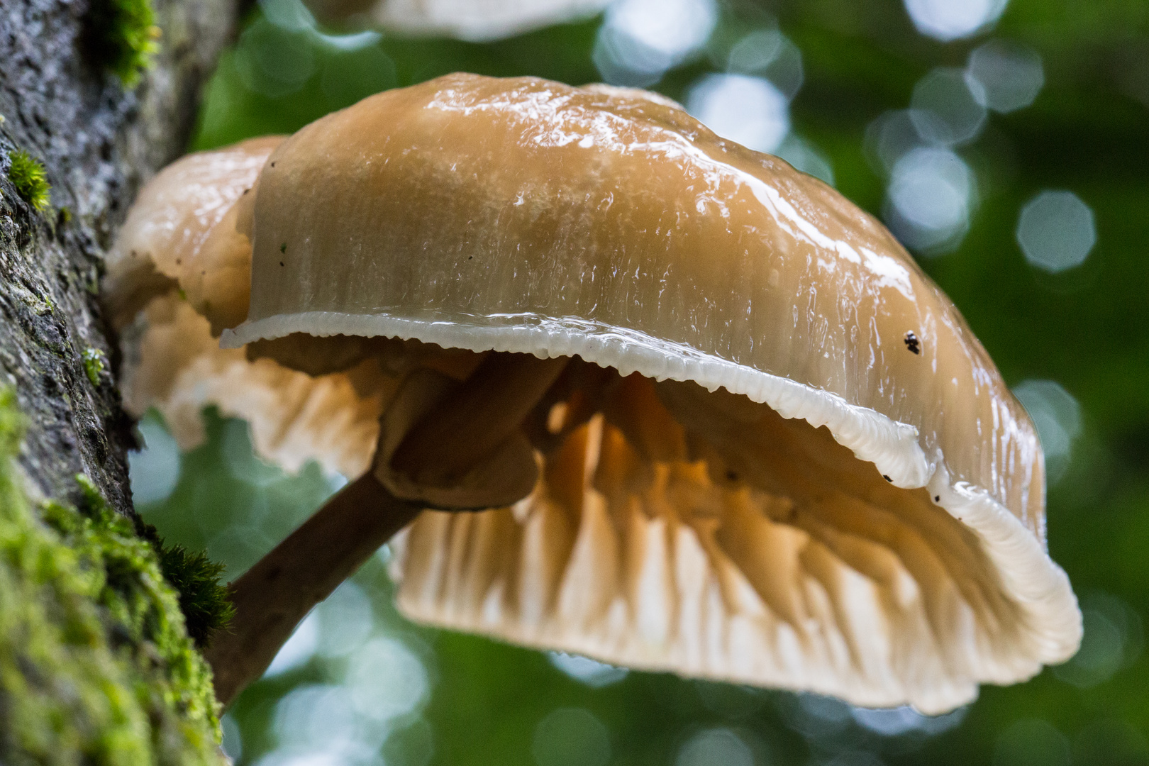 Schönheit im Wald