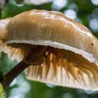 Schönheit im Wald