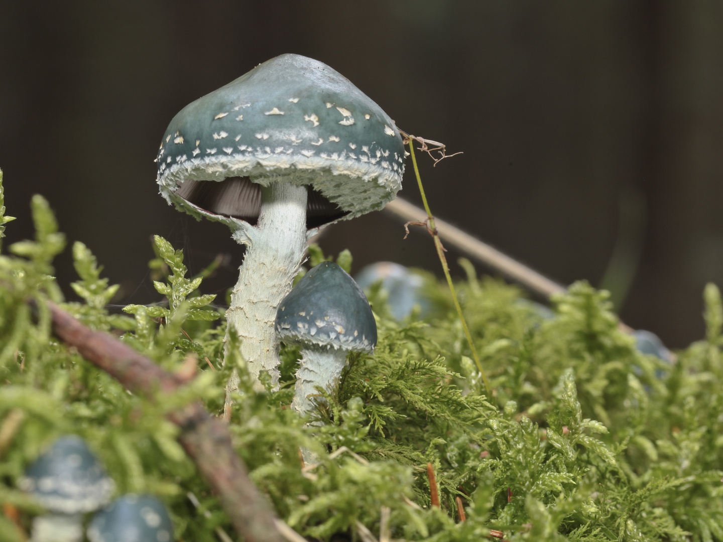 Schönheit im Wald