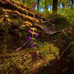 Schönheit im Wald