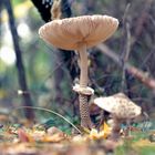 Schönheit im Wald