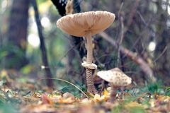 Schönheit im Wald