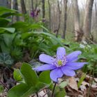 Schönheit im Wald