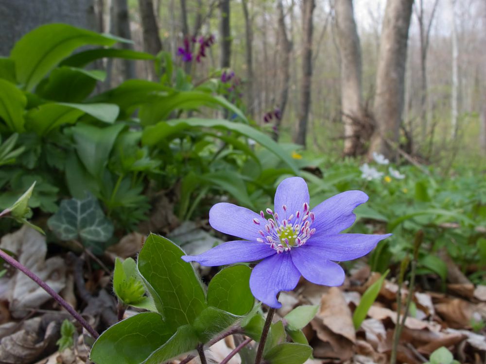 Schönheit im Wald von Peter Wienerroither 