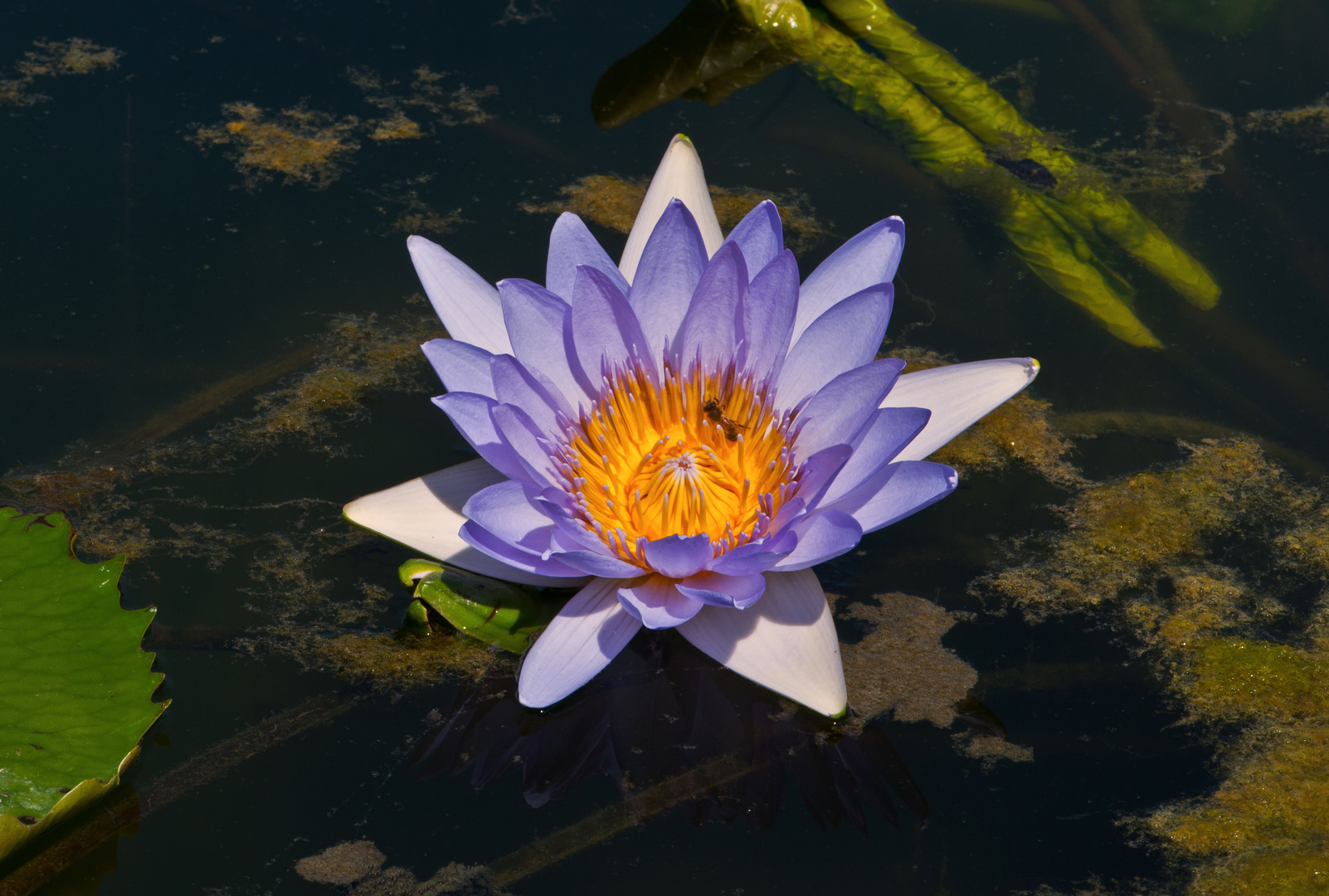 Schönheit im Wasser