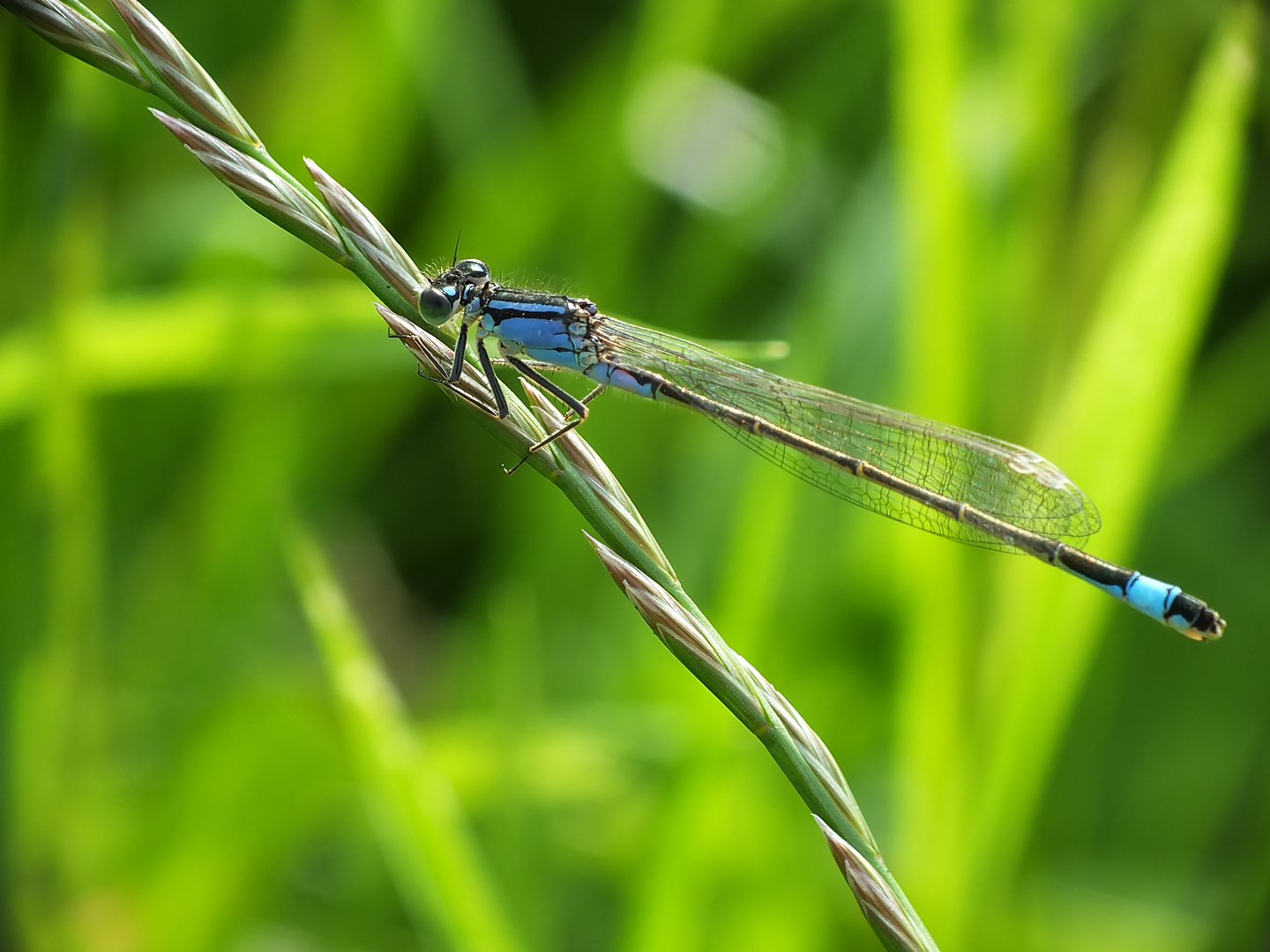 Schönheit in Blau