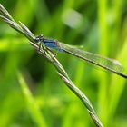 Schönheit in Blau