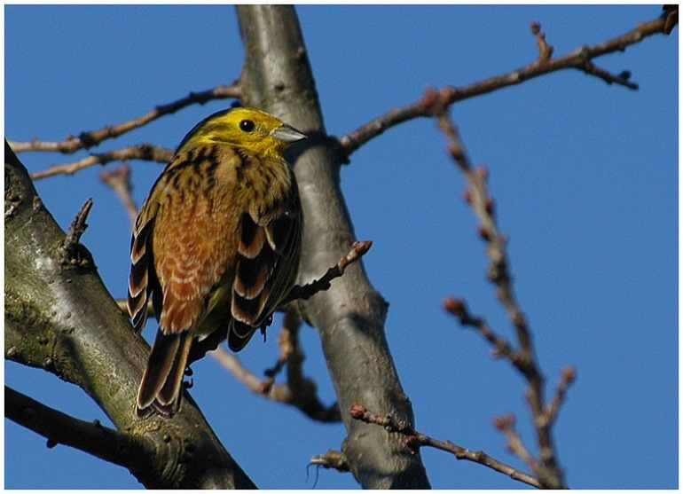 Schönheit in der Feldflur