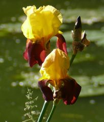 Schönheit in der Kölner Flora