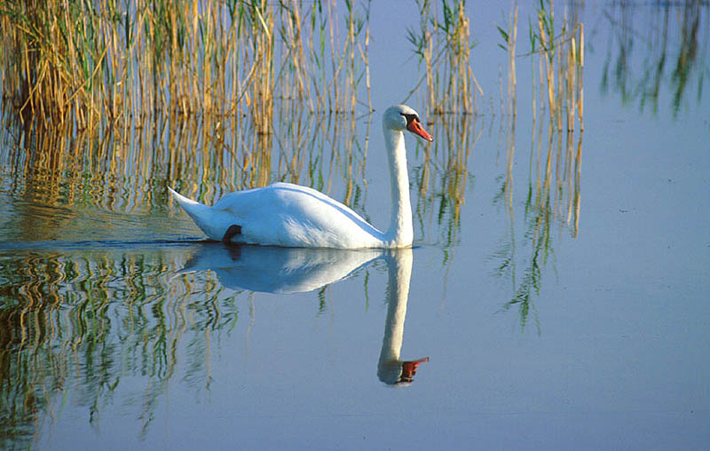 Schönheit in der Natur